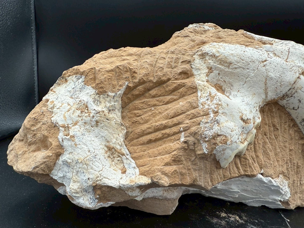Machairodus Partial Skull Fossil – Rare Pleistocene Apex Predator 2