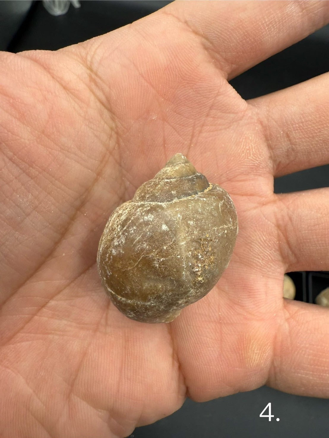 16USD - 🐚 Ampullina depressa Fossil – Eocene Gastropod (3–4 cm)