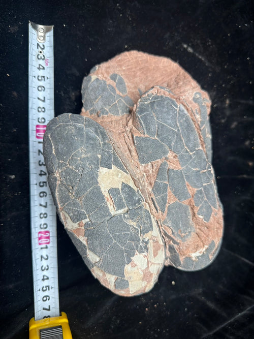 Oviraptor Egg Fossil Trio – Rare Late Cretaceous Dinosaur Eggs with Original Nesting Arrangement