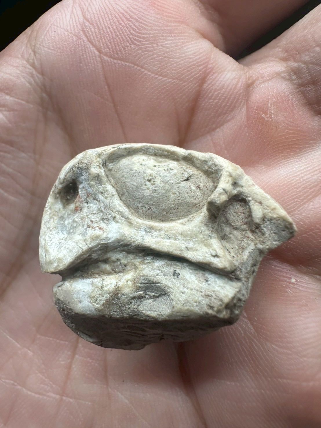 Psittacosaurus Skull Fossil – Early Cretaceous Dinosaur (East Asia)