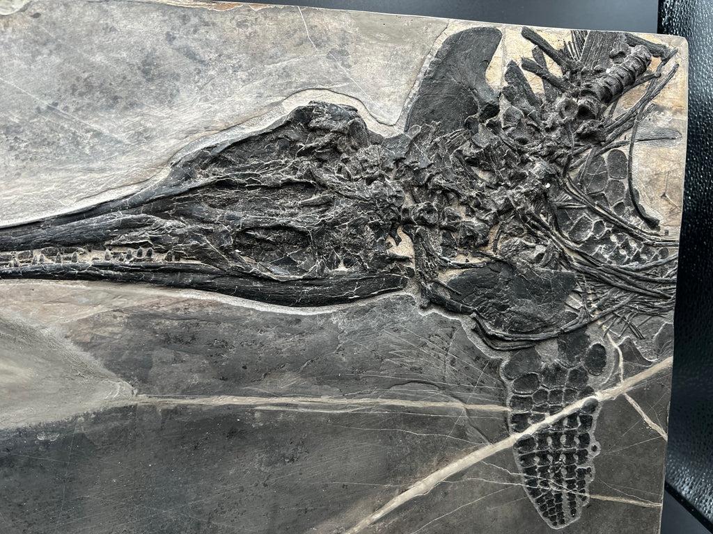 40CM - Jurassic Ocean Predator | Mixosaurus Fossil
