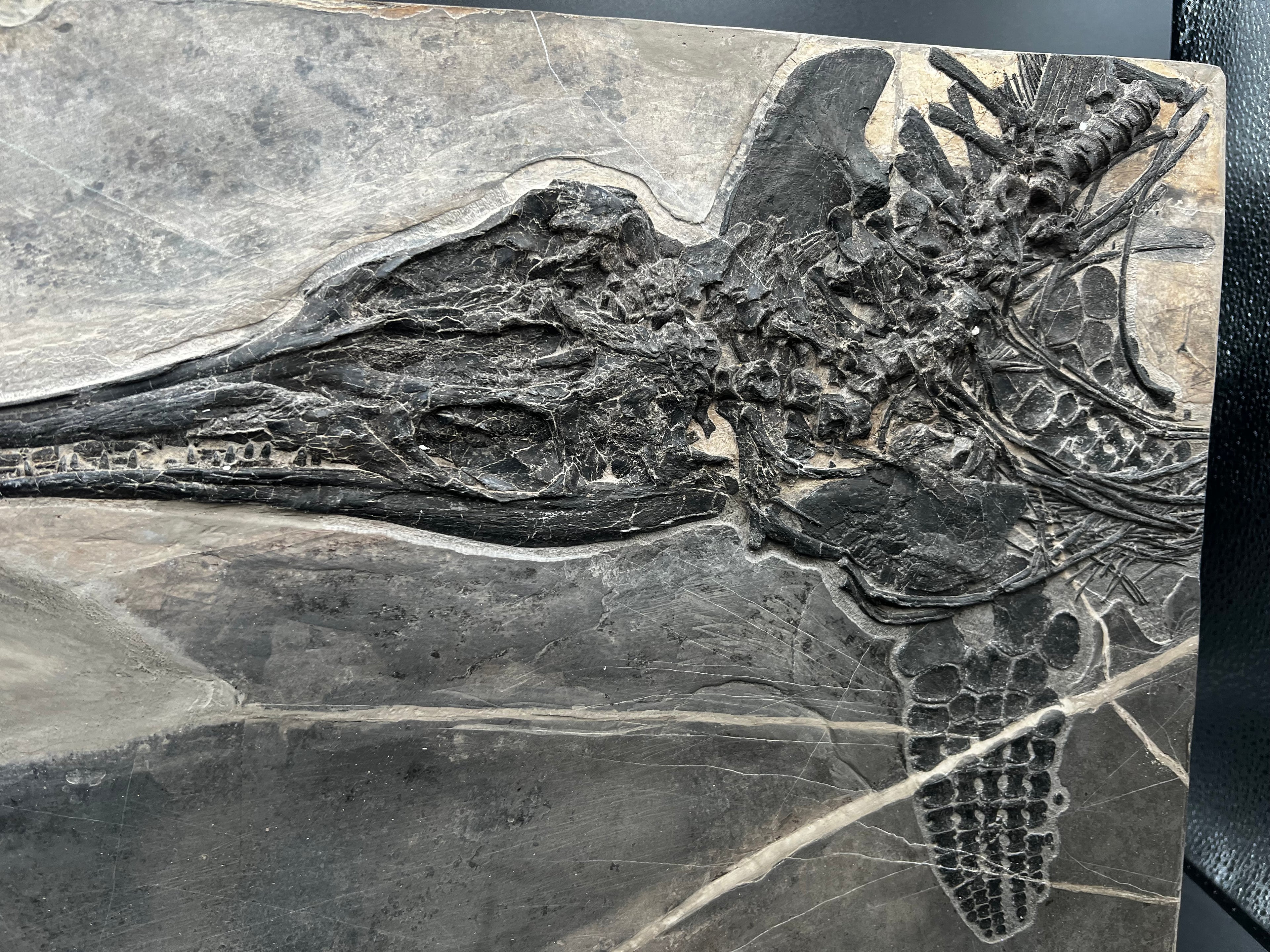 40CM - Jurassic Ocean Predator | Mixosaurus Fossil