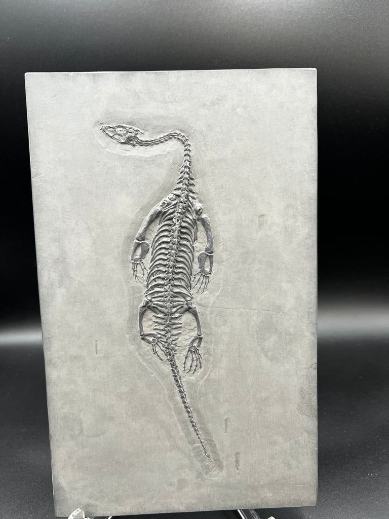 28 CM – Keichousaurus Fossil on Original Matrix –