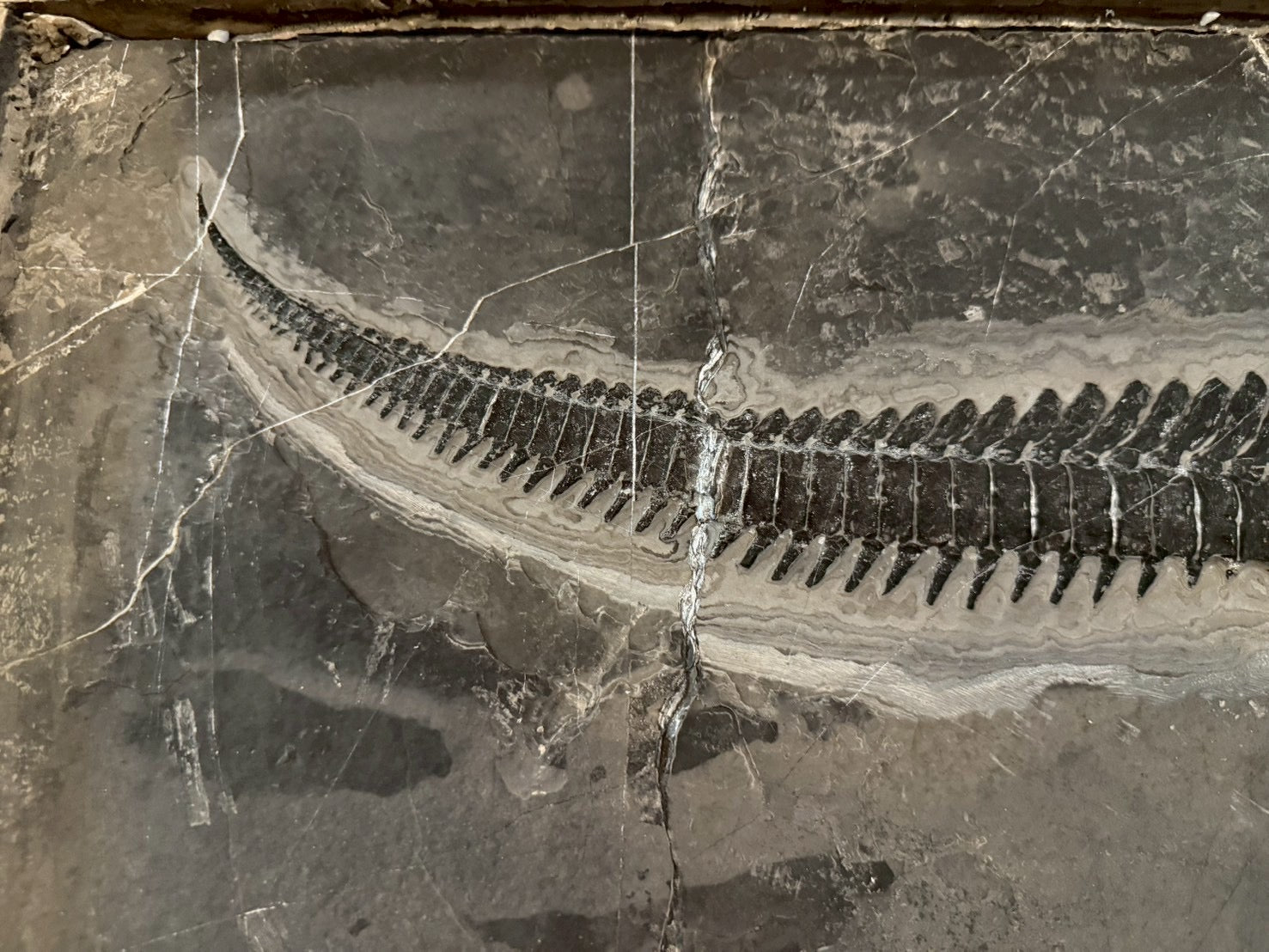 Exceptional Mixosaurus Fossil – Complete Skeleton with Stunning Detail  133CM