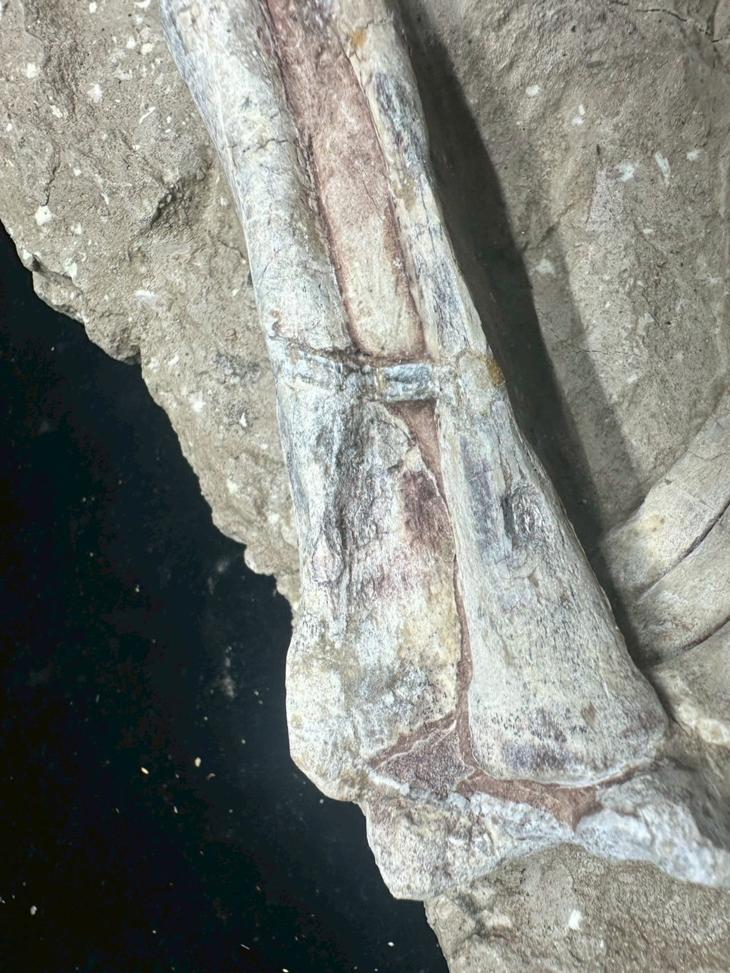 Psittacosaurus Hindlimb &amp; Foot Fossil – Early Cretaceous Dinosaur (East Asia)