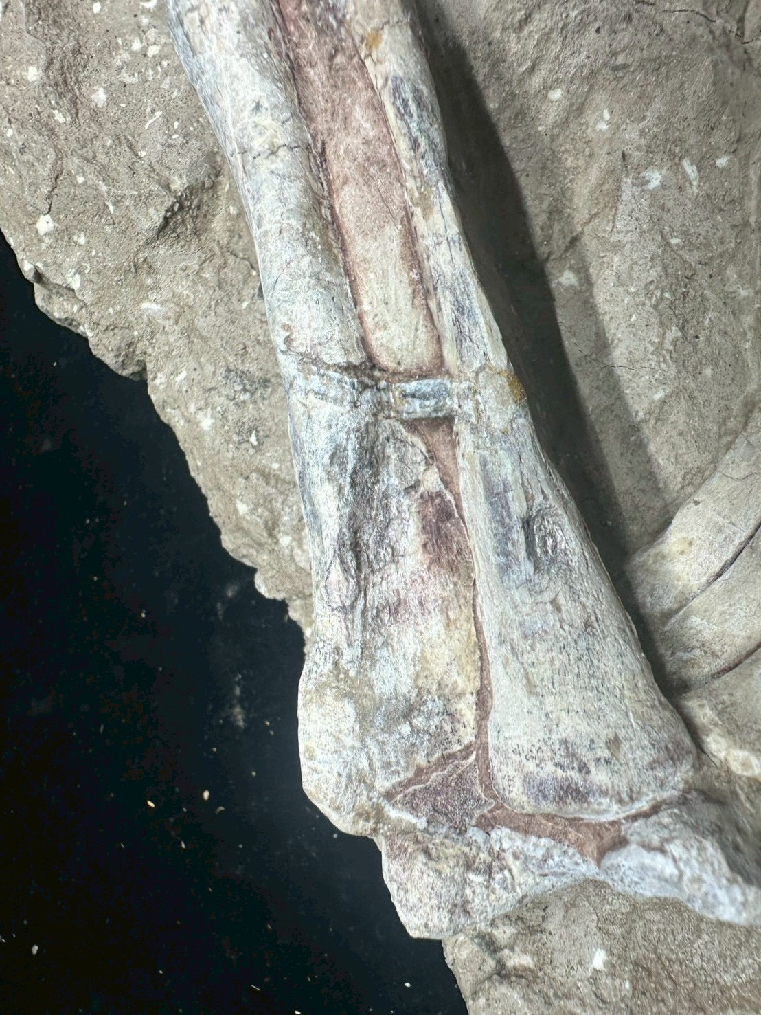 Psittacosaurus Hindlimb &amp; Foot Fossil – Early Cretaceous Dinosaur (East Asia)