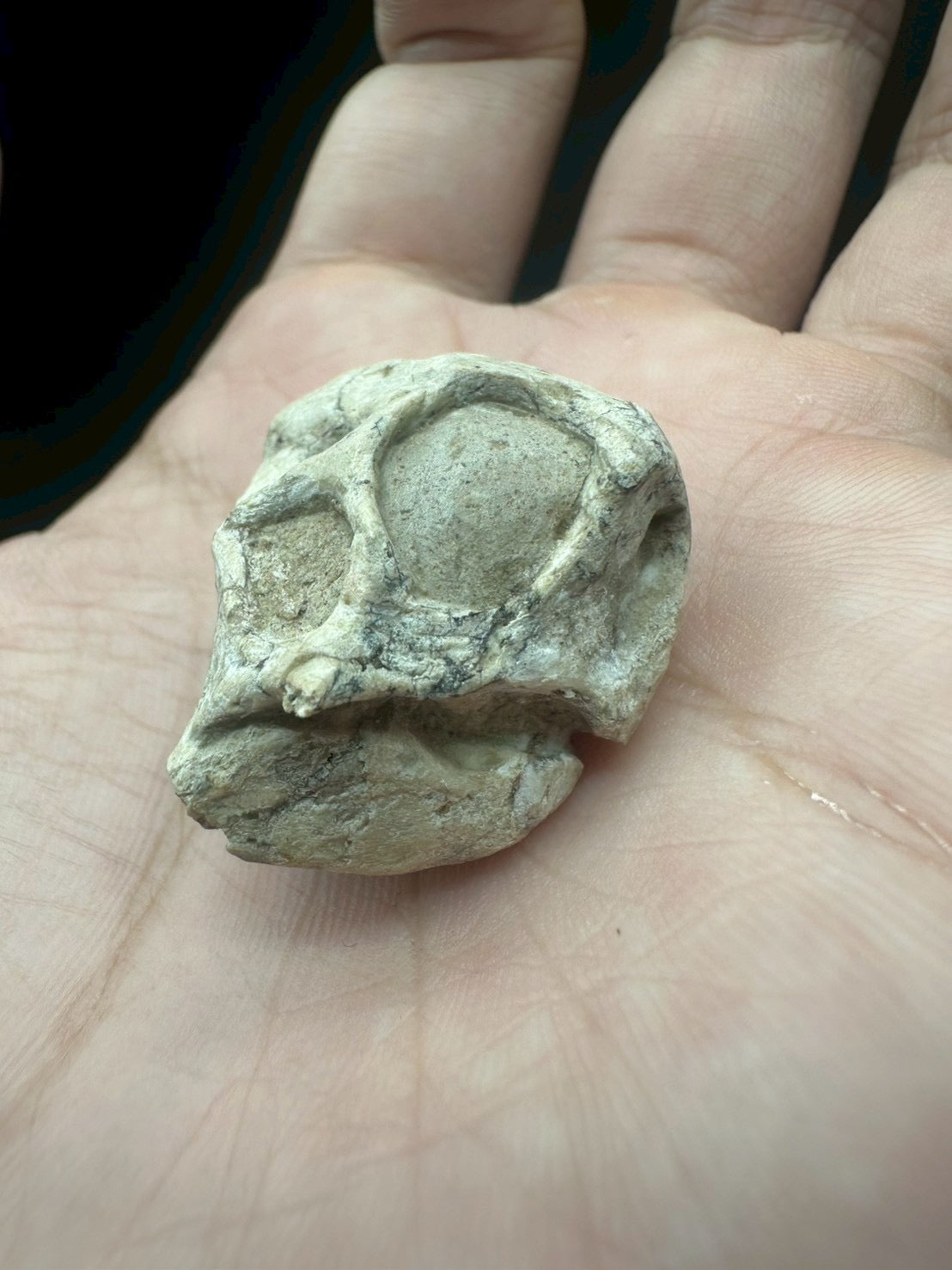 Psittacosaurus Skull Fossil – Early Cretaceous Dinosaur (East Asia)