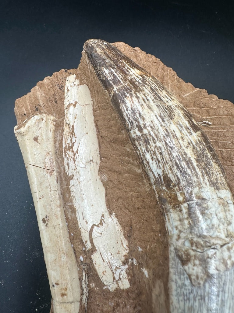 16CM - Megantereon Tooth Fossil