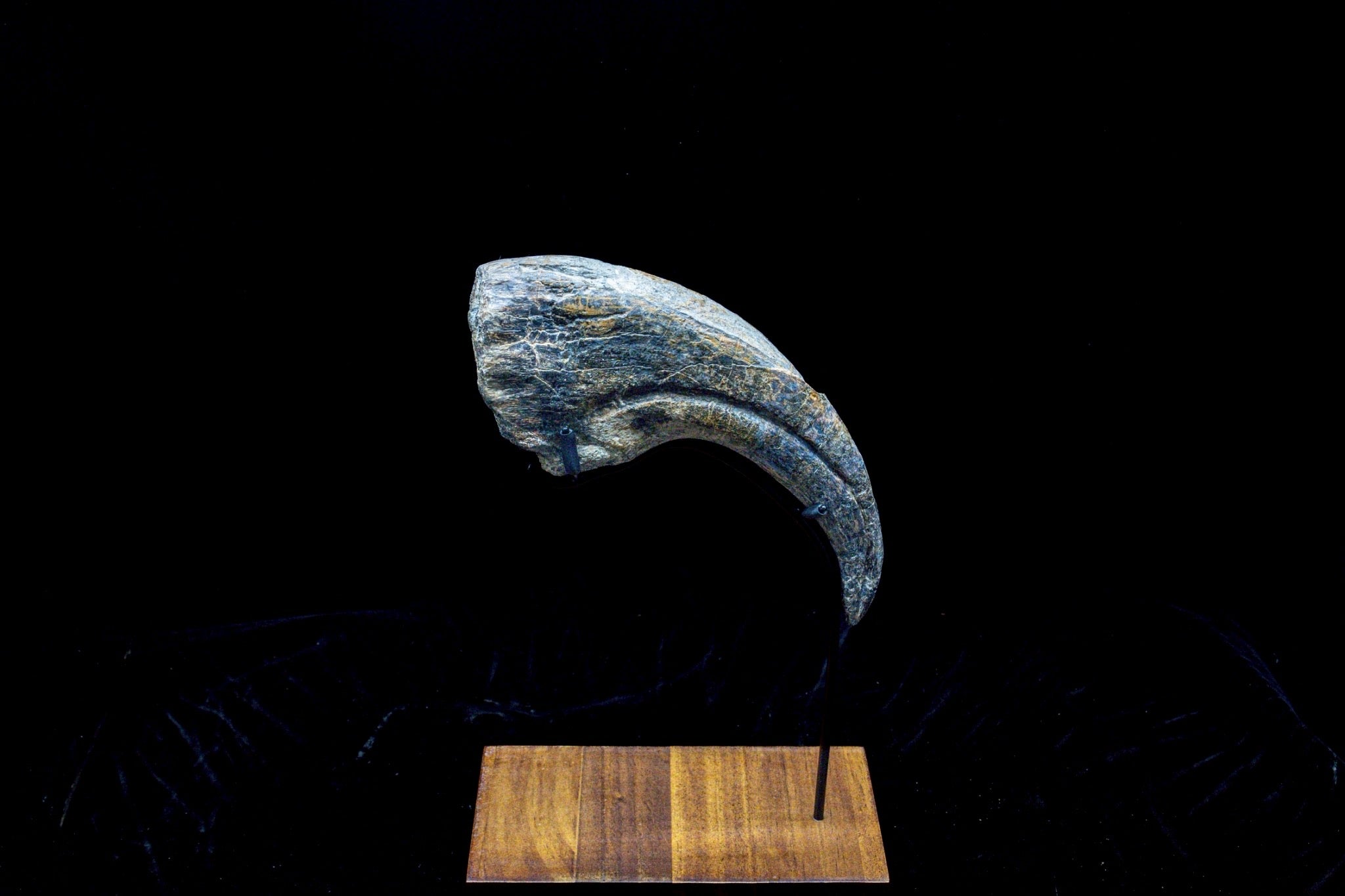 30CM Suchomimus Claw Fossil – Iconic Spinosaurid Predator