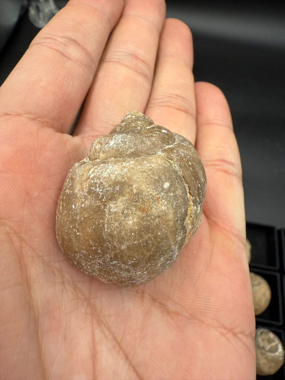 16USD - 🐚 Ampullina depressa Fossil – Eocene Gastropod (3–4 cm)