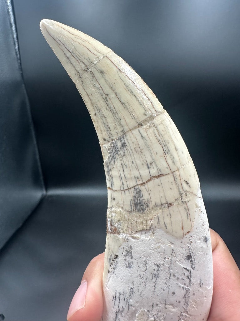 Machairodus Fossil Tooth – Restored Specimen 20CM