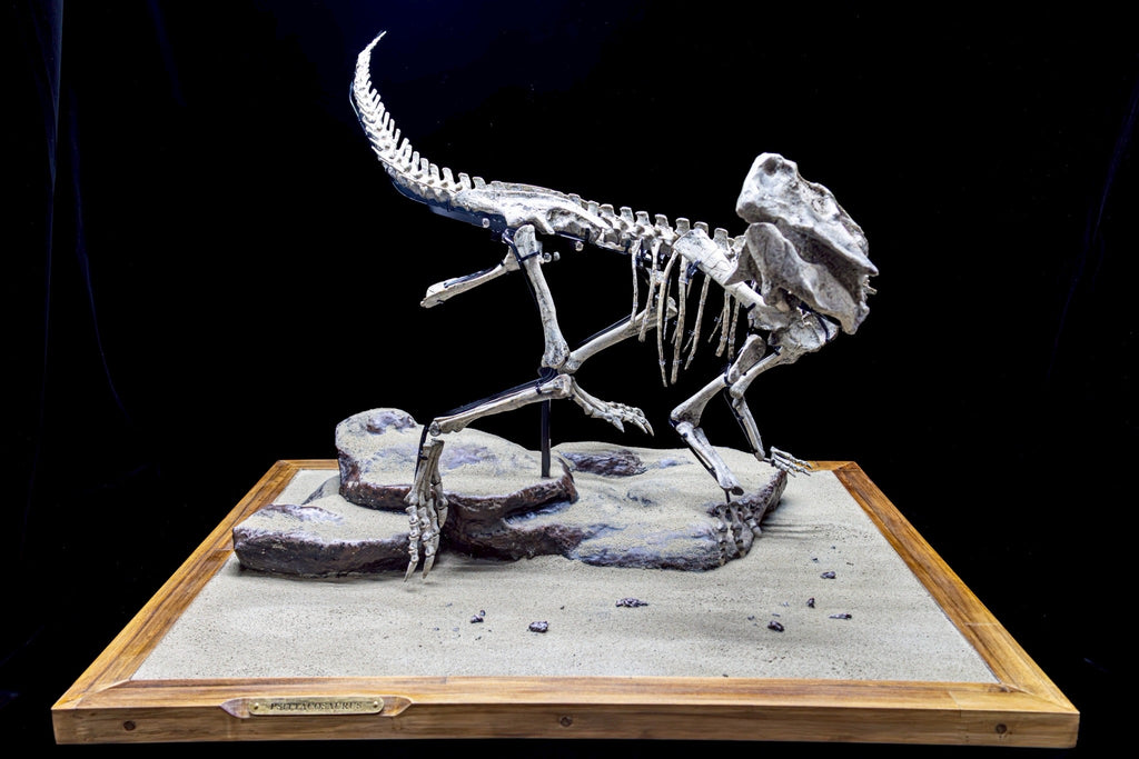 Psittacosaurus Fossil Skeleton – Museum-Grade Icon of the Early Cretaceous
