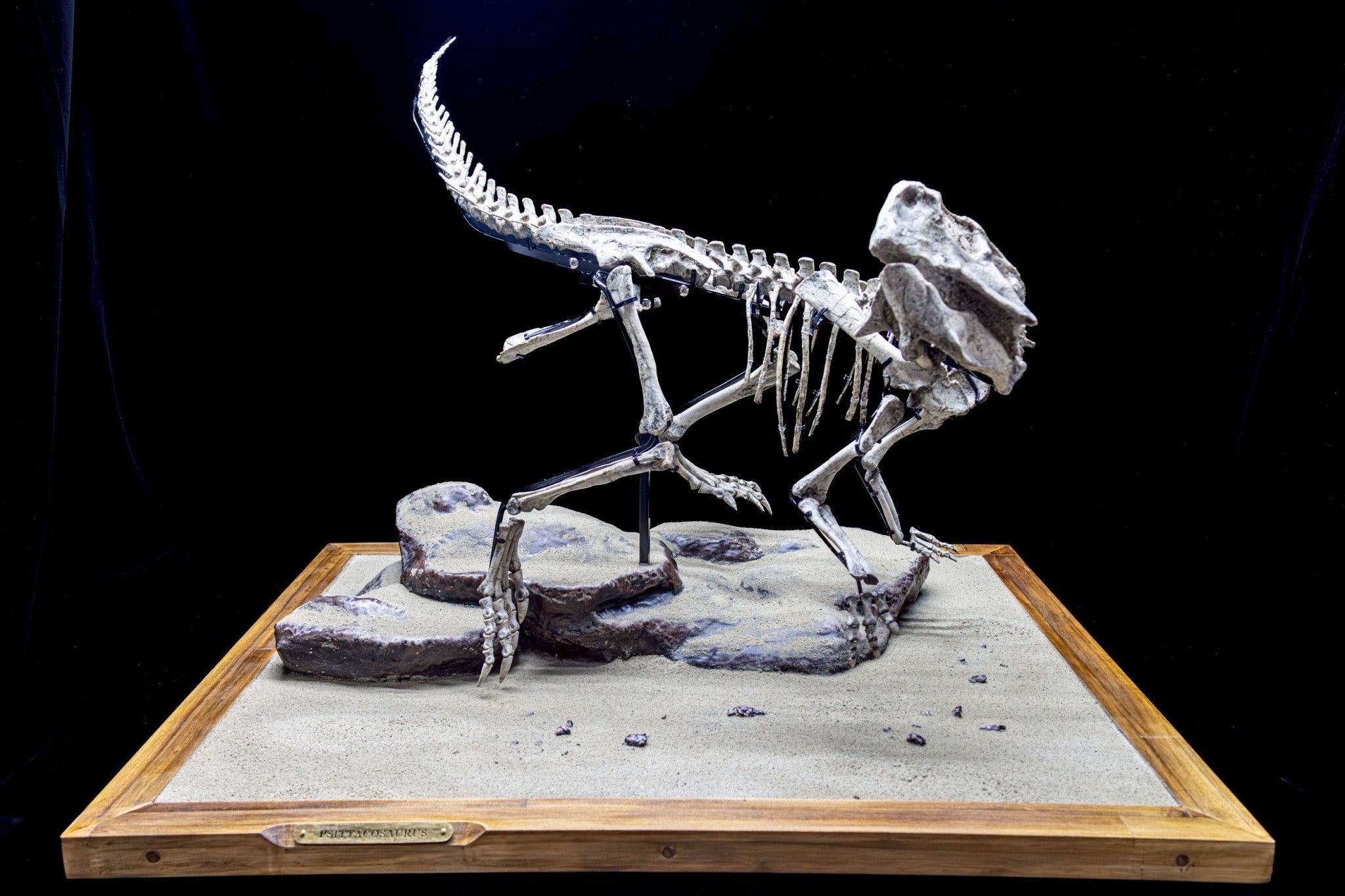 Psittacosaurus Fossil Skeleton – Museum-Grade Icon of the Early Cretaceous