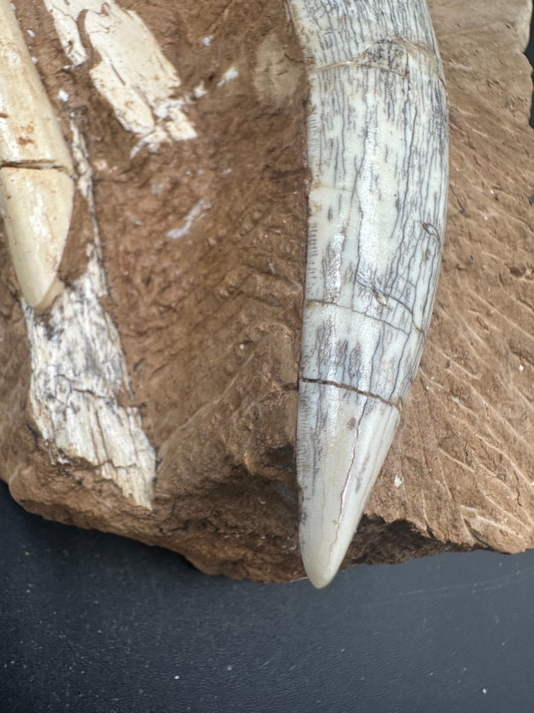 16CM - Megantereon Tooth Fossil