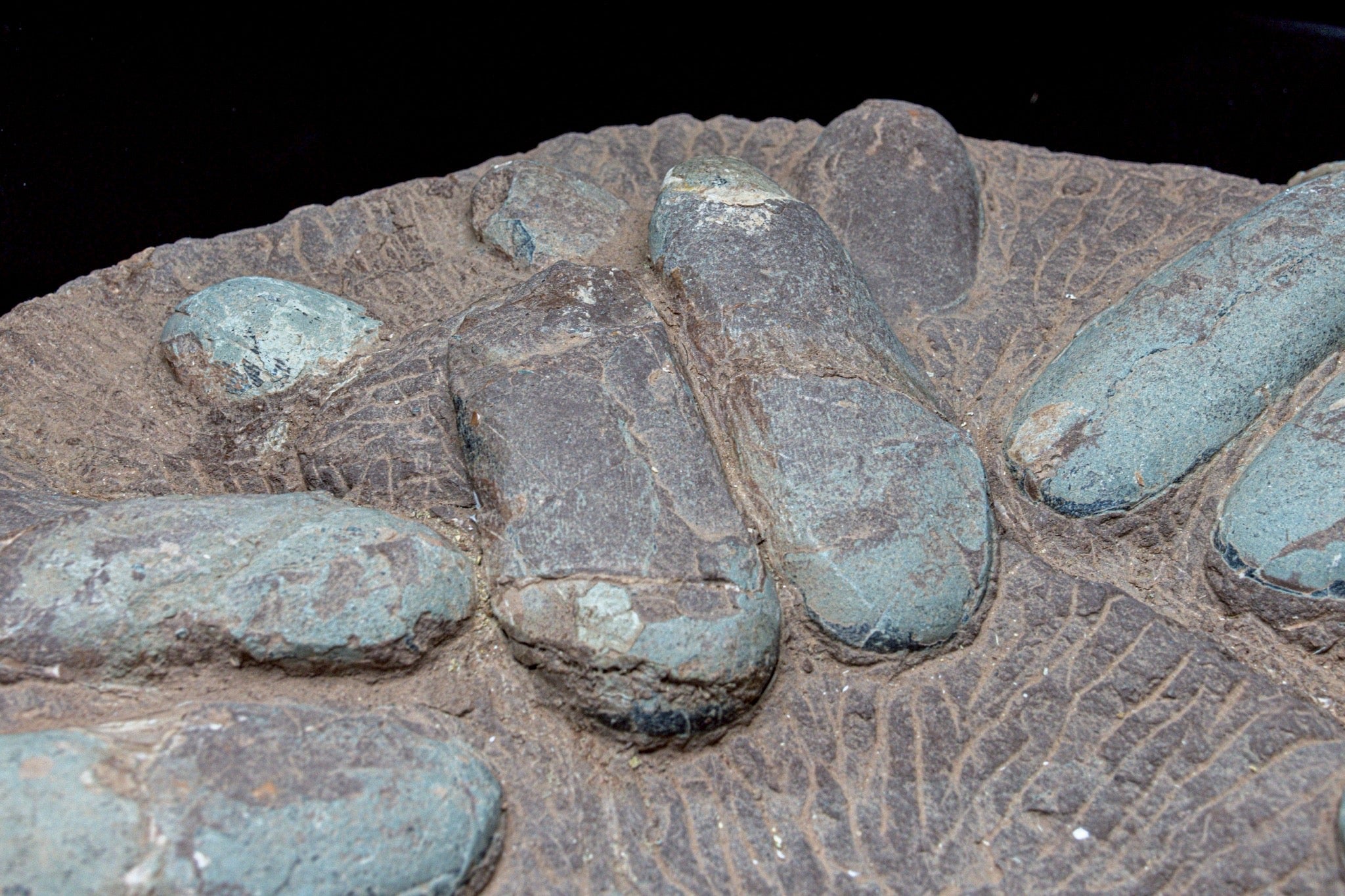 Oviraptor Egg Cluster Fossil – Exceptional Late Cretaceous Predator Nest