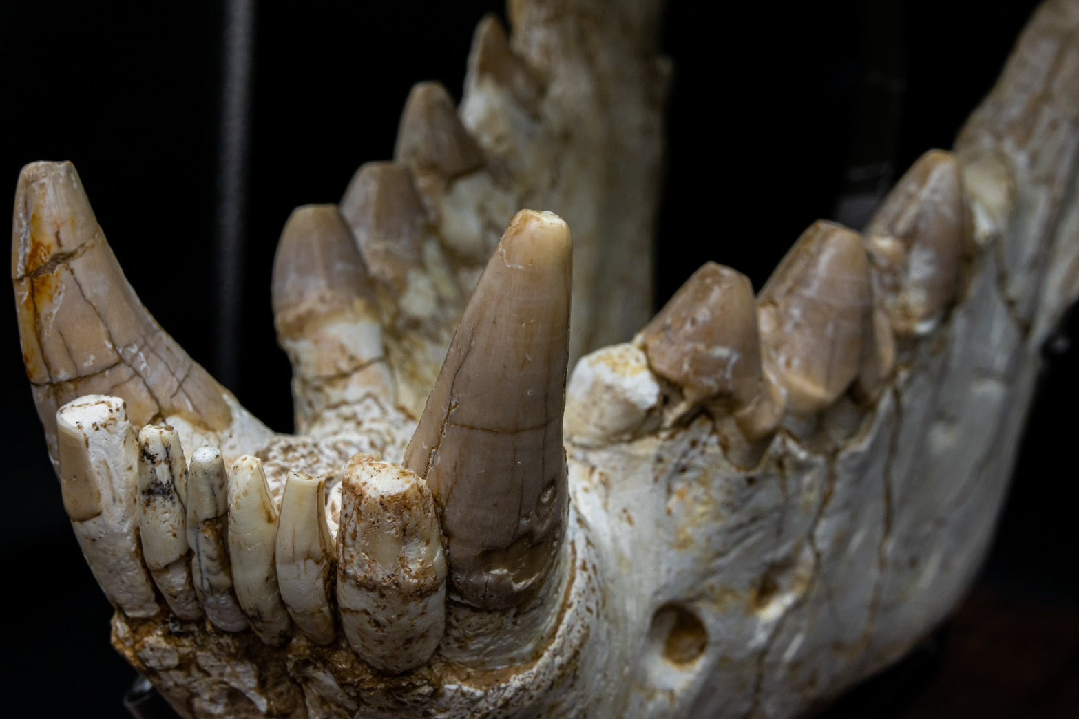 Giant Hyena (Pachycrocuta brevirostris) – Museum-Grade Complete Skull Fossil 50CM