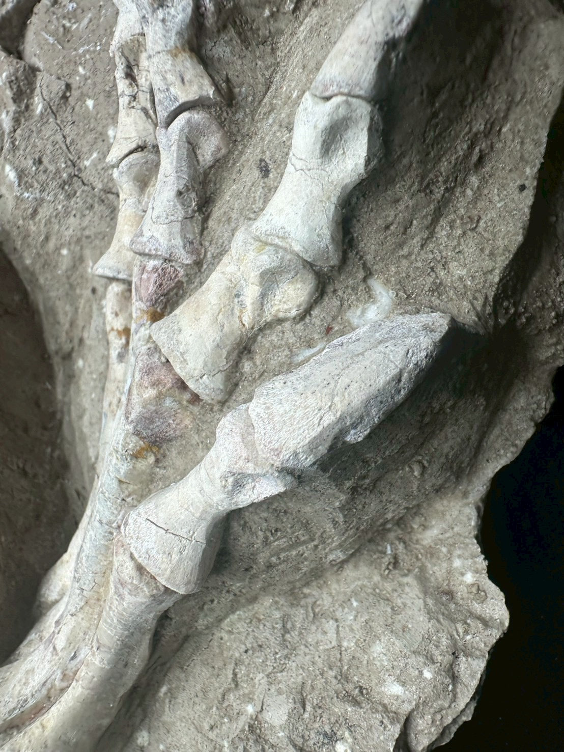 Psittacosaurus Hindlimb &amp; Foot Fossil – Early Cretaceous Dinosaur (East Asia)
