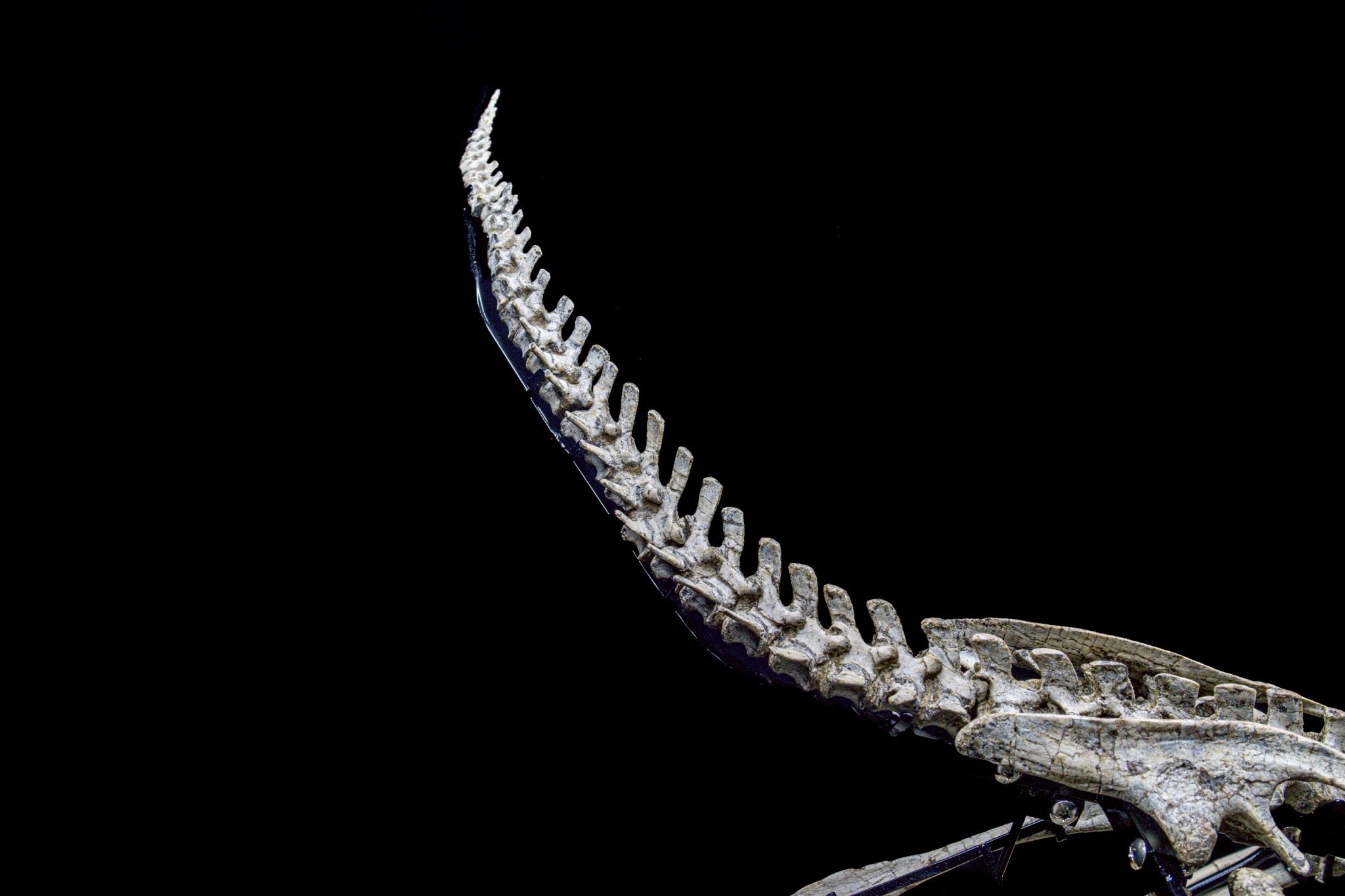 Psittacosaurus Fossil Skeleton – Museum-Grade Icon of the Early Cretaceous