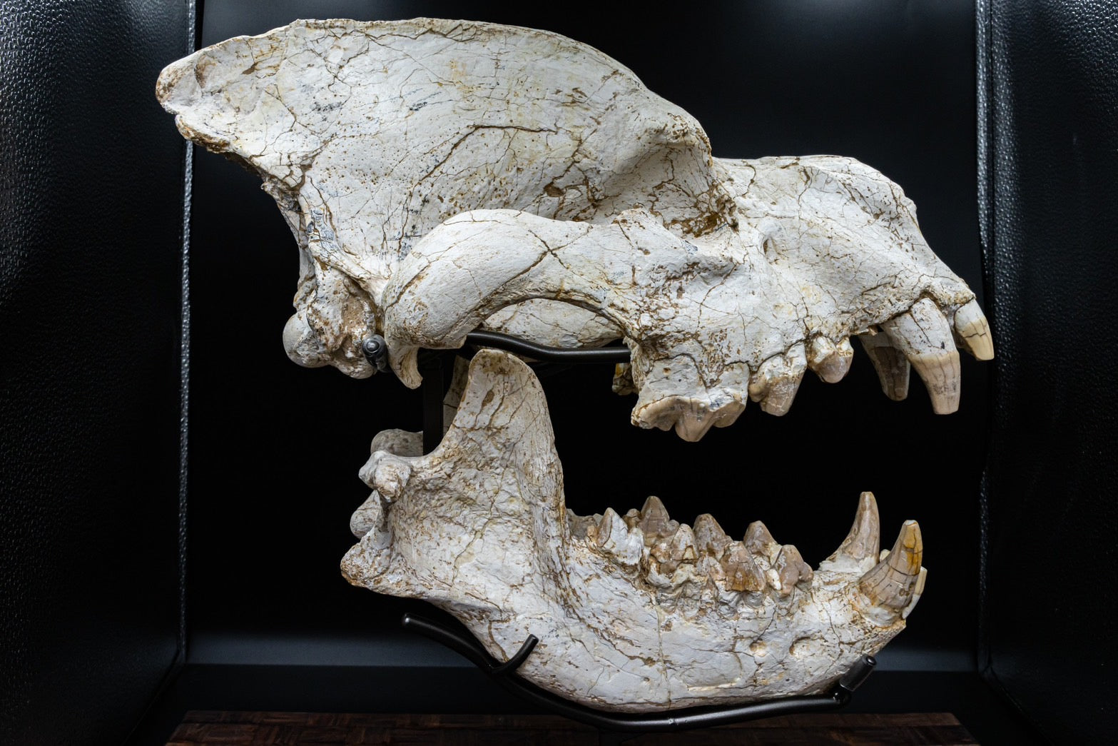 Giant Hyena (Pachycrocuta brevirostris) – Museum-Grade Complete Skull Fossil 50CM