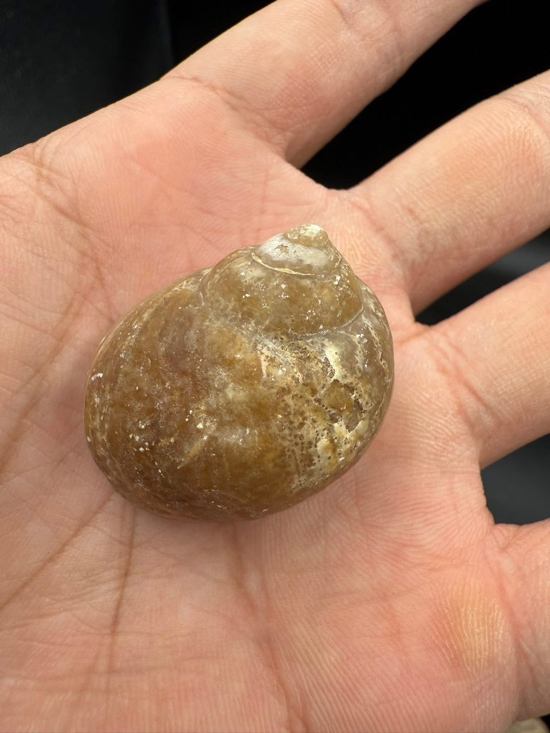 16USD - 🐚 Ampullina depressa Fossil – Eocene Gastropod (3–4 cm)