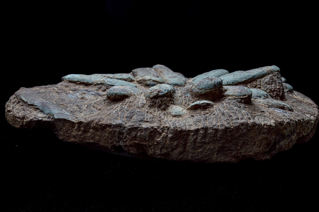 Oviraptor Egg Cluster Fossil – Exceptional Late Cretaceous Predator Nest