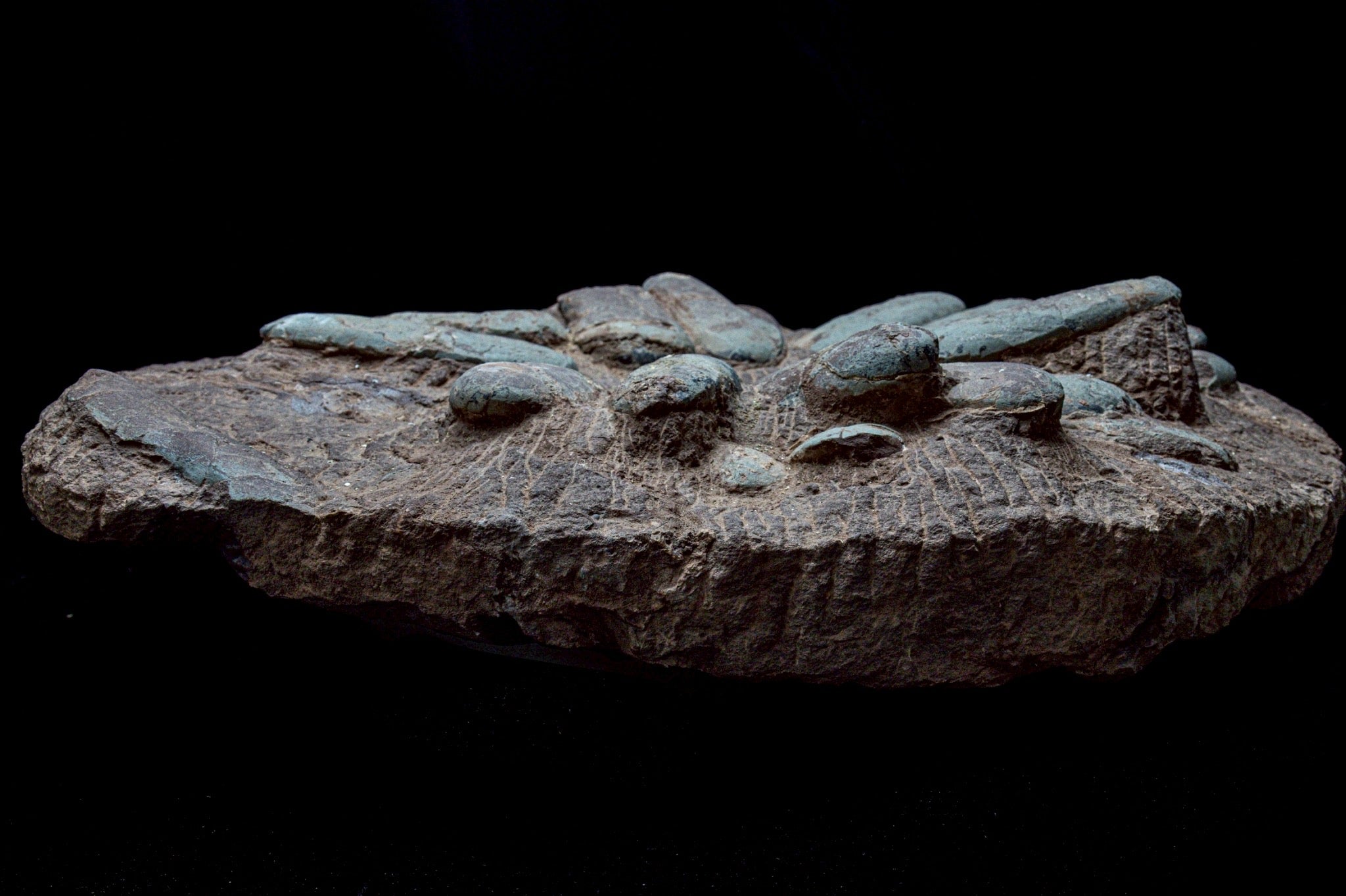 Oviraptor Egg Cluster Fossil – Exceptional Late Cretaceous Predator Nest
