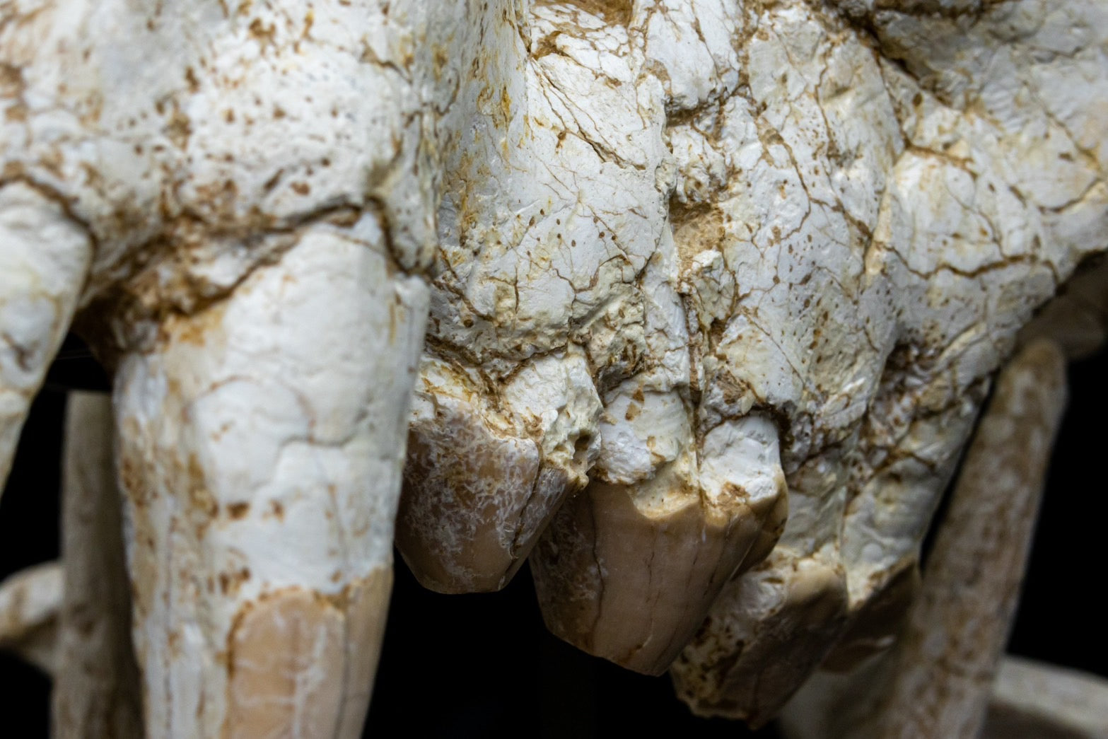 Giant Hyena (Pachycrocuta brevirostris) – Museum-Grade Complete Skull Fossil 50CM