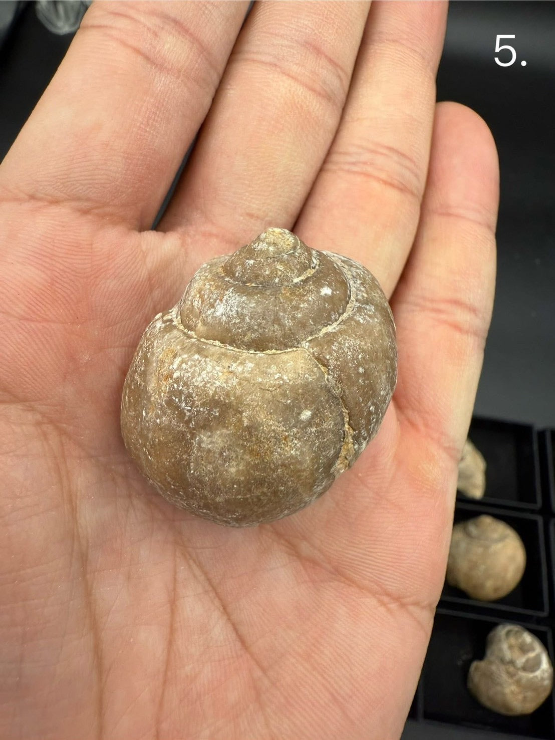 16USD - 🐚 Ampullina depressa Fossil – Eocene Gastropod (3–4 cm)