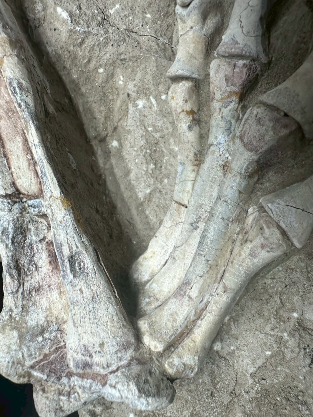 Psittacosaurus Hindlimb &amp; Foot Fossil – Early Cretaceous Dinosaur (East Asia)