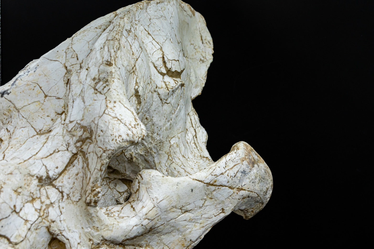 Giant Hyena (Pachycrocuta brevirostris) – Museum-Grade Complete Skull Fossil 50CM