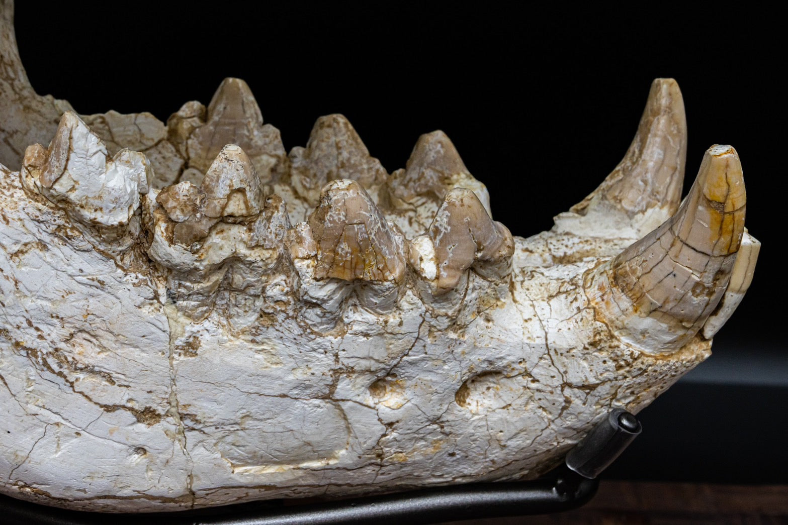 Giant Hyena (Pachycrocuta brevirostris) – Museum-Grade Complete Skull Fossil 50CM