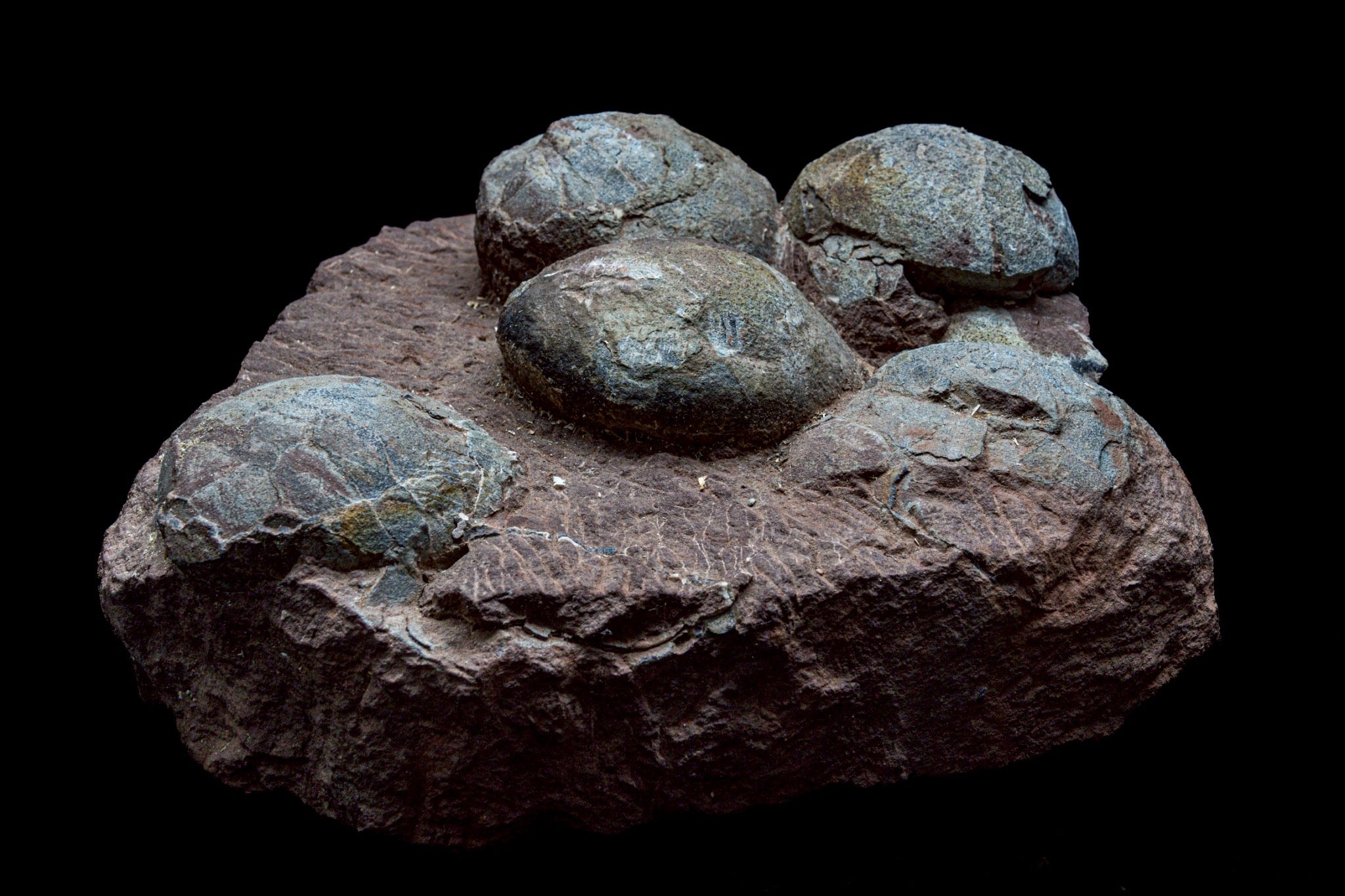 Hadrosaur Egg Fossil Cluster – Rare Late Cretaceous Dinosaur Nest with Crystal Formation
