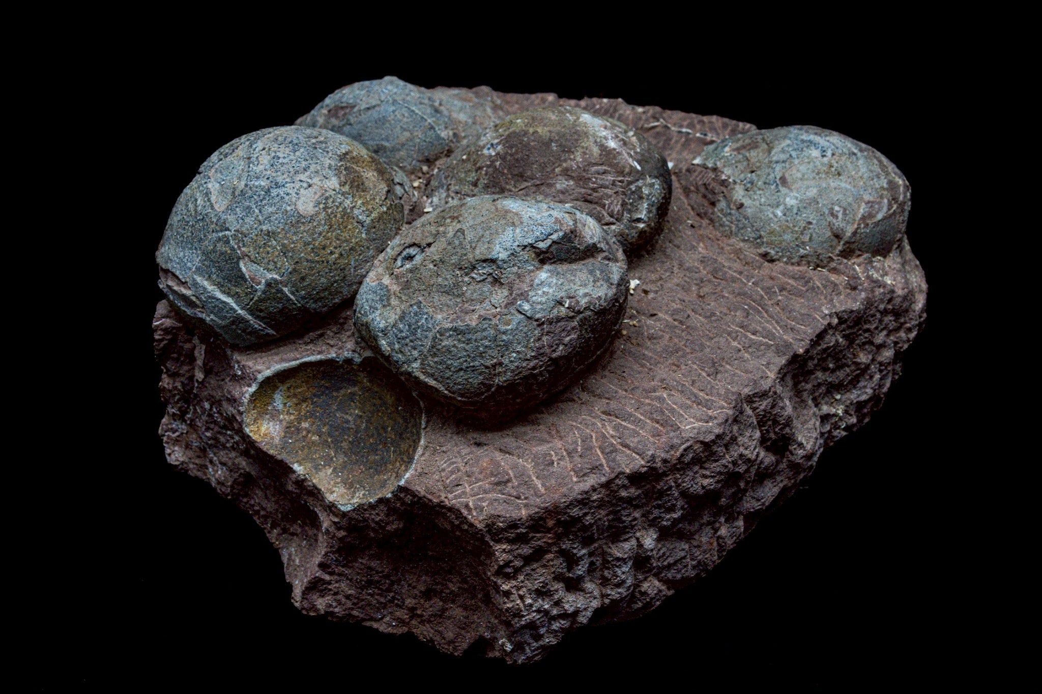 Hadrosaur Egg Fossil Cluster – Rare Late Cretaceous Dinosaur Nest with Crystal Formation