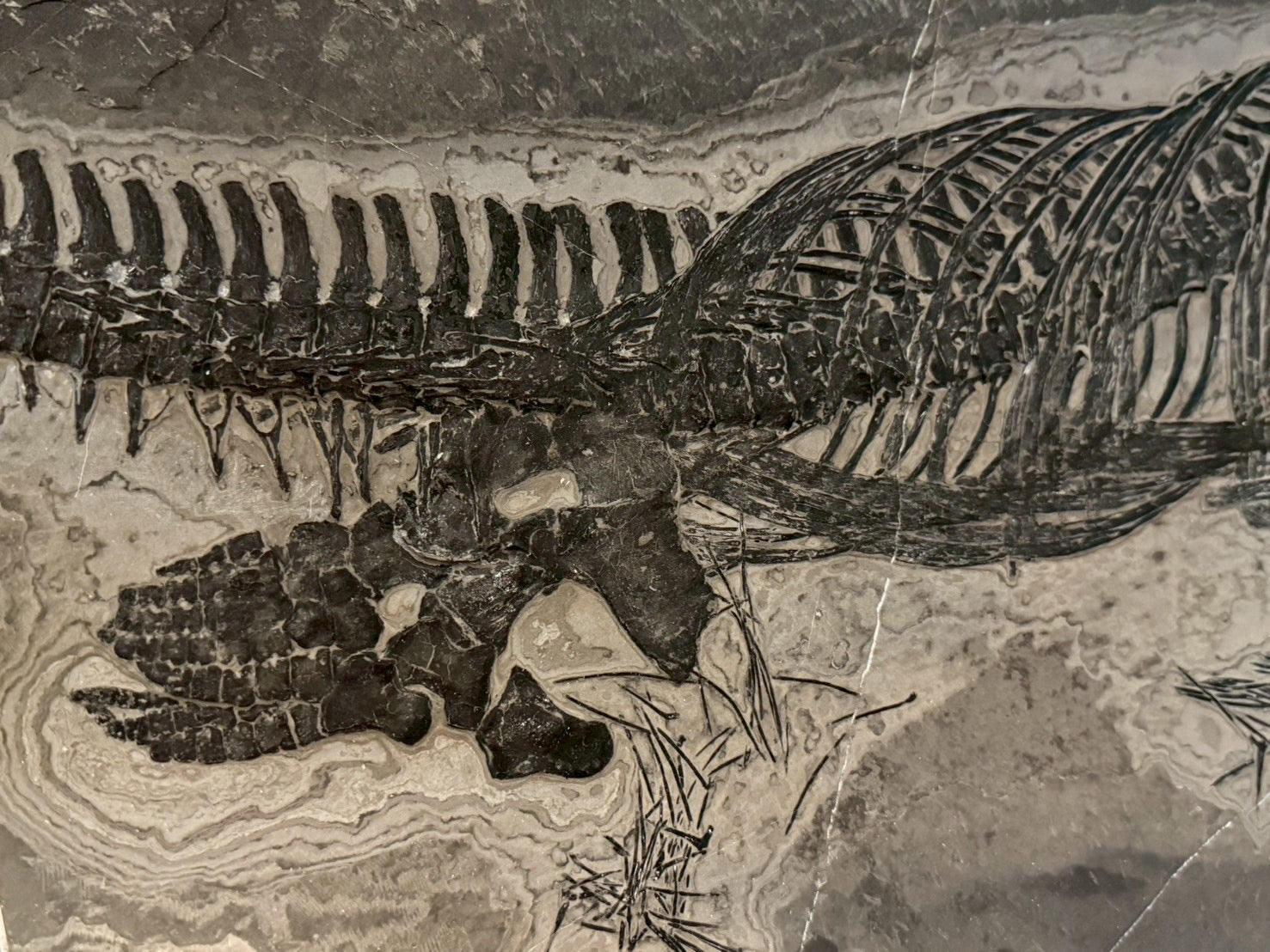 Exceptional Mixosaurus Fossil – Complete Skeleton with Stunning Detail  133CM