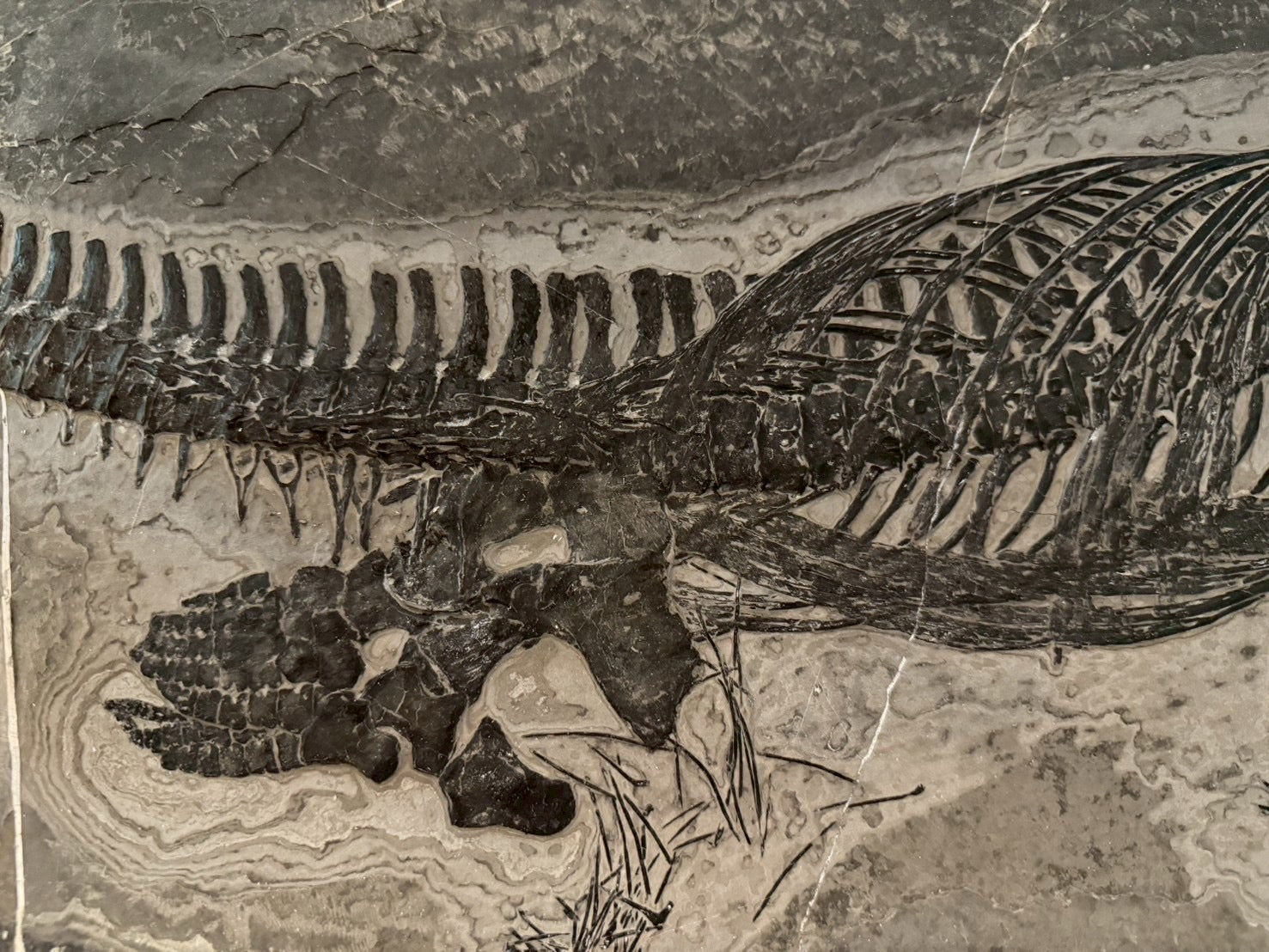 Exceptional Mixosaurus Fossil – Complete Skeleton with Stunning Detail  133CM