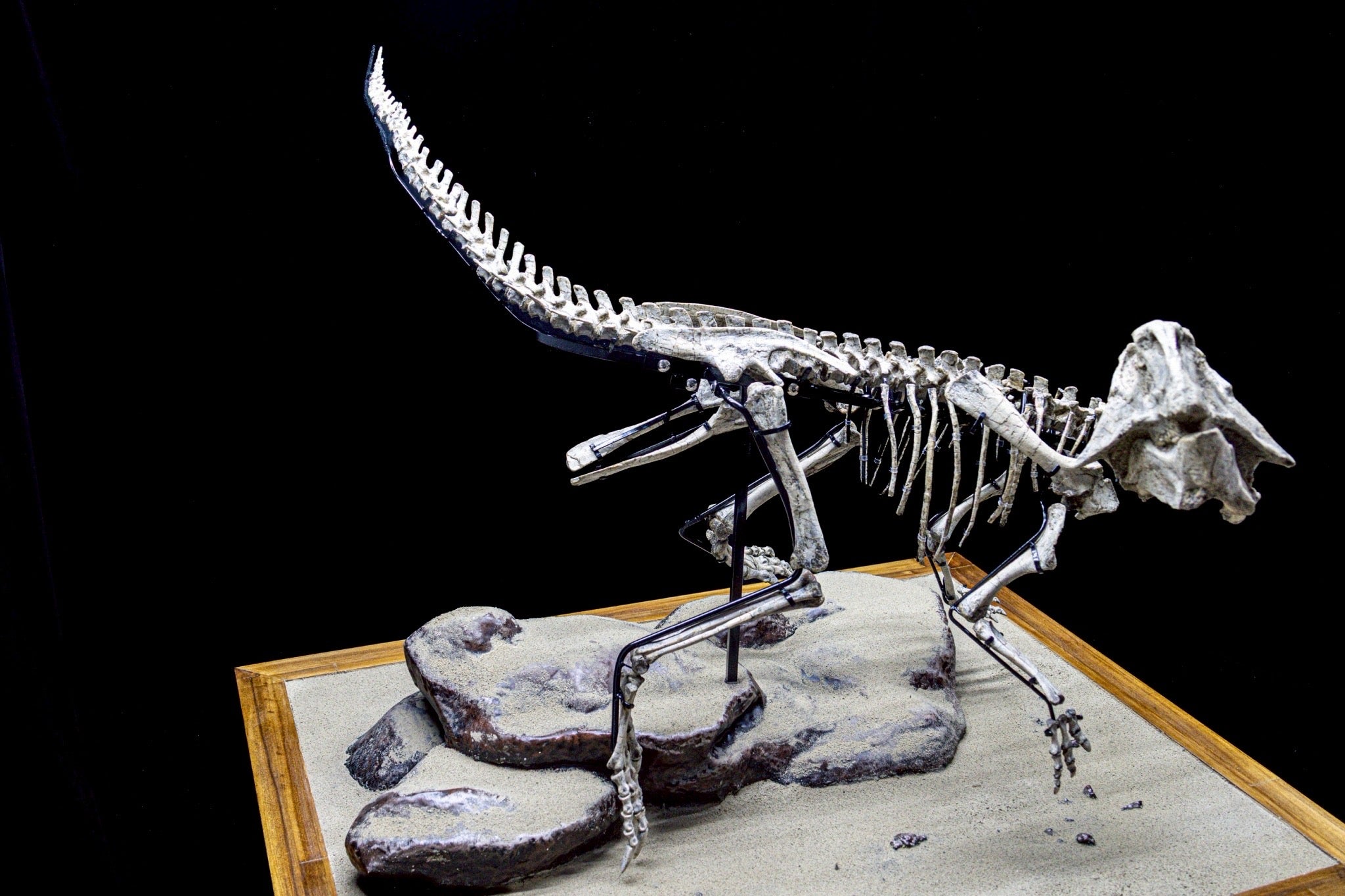 Psittacosaurus Fossil Skeleton – Museum-Grade Icon of the Early Cretaceous