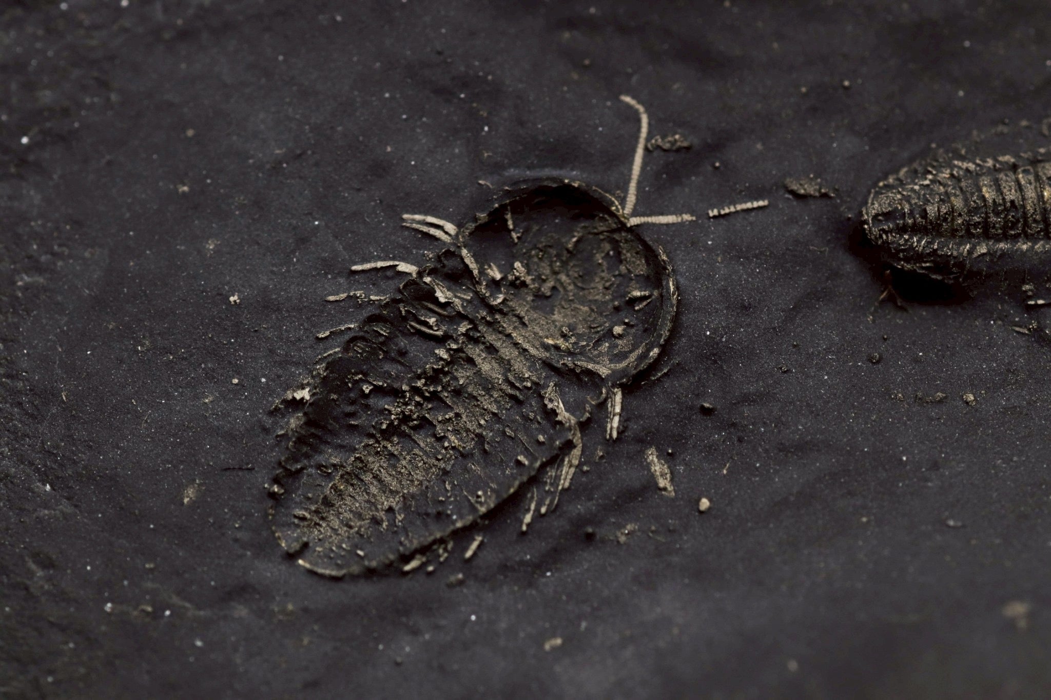 Triarthrus eatoni – Ultra-Rare Ordovician Trilobite with Fully Preserved Appendages