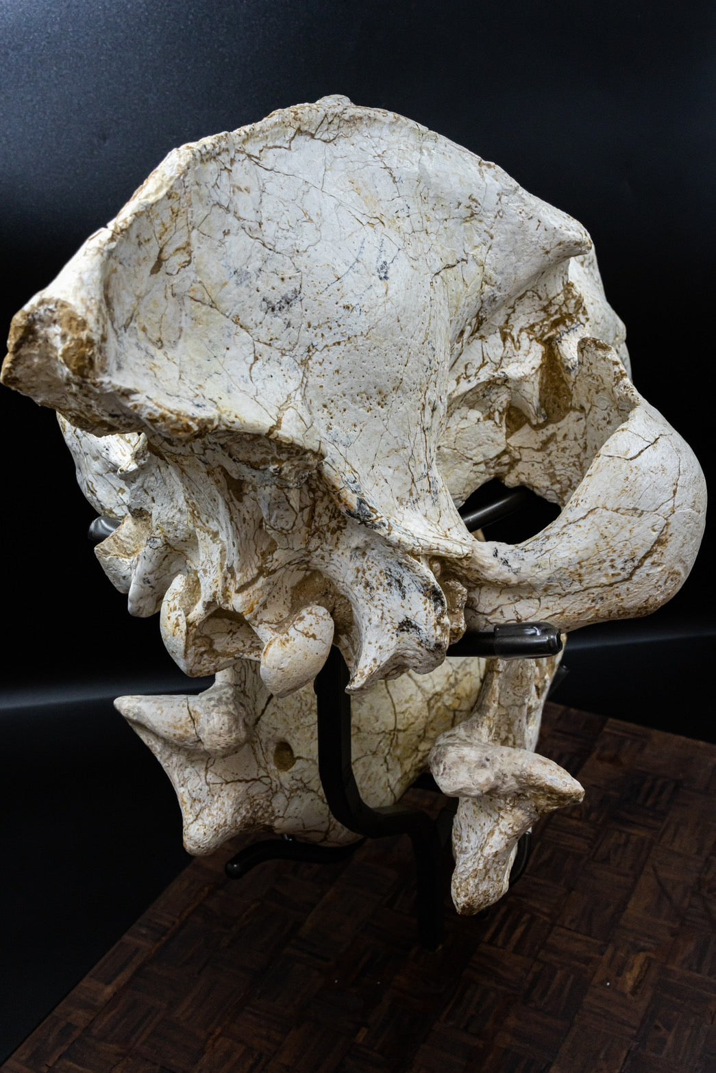 Giant Hyena (Pachycrocuta brevirostris) – Museum-Grade Complete Skull Fossil 50CM