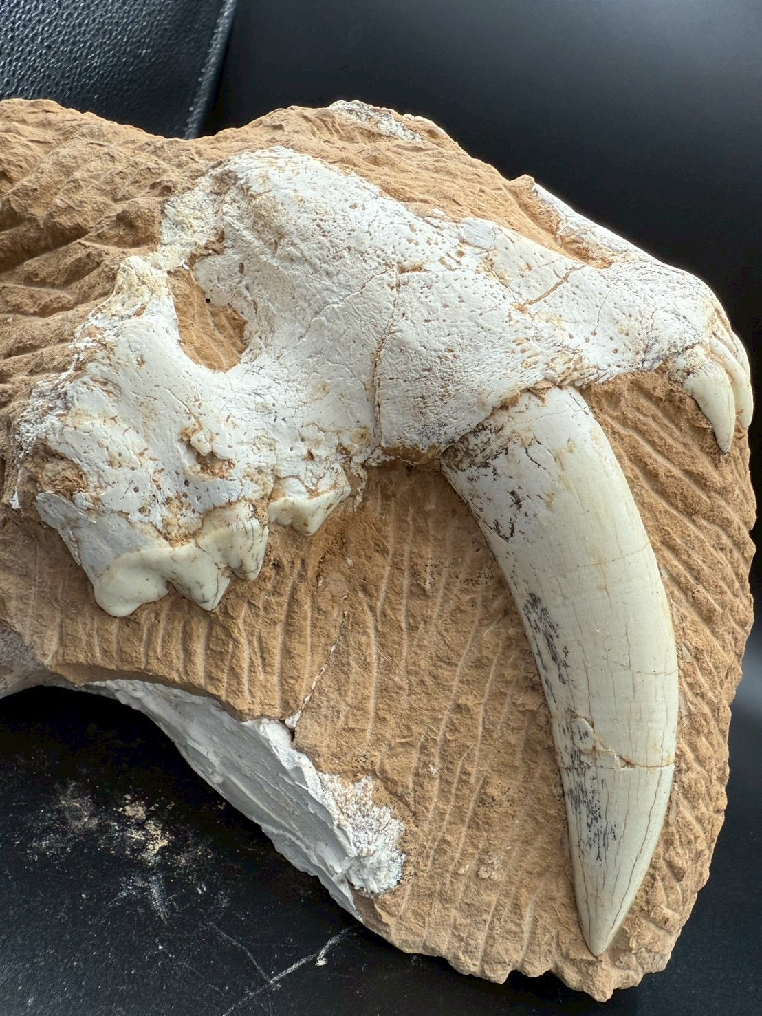 Machairodus Partial Skull Fossil – Rare Pleistocene Apex Predator 2