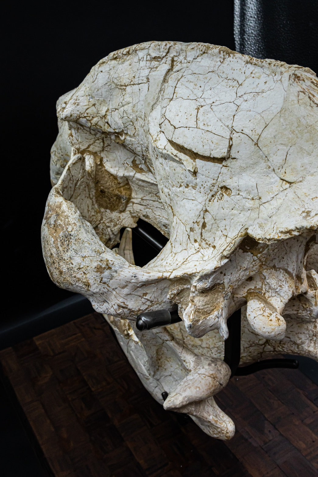 Giant Hyena (Pachycrocuta brevirostris) – Museum-Grade Complete Skull Fossil 50CM