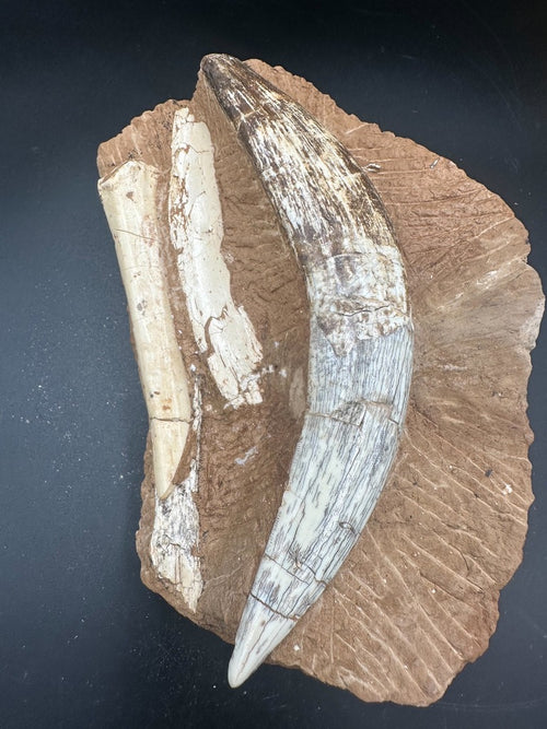 16CM - Megantereon Tooth Fossil