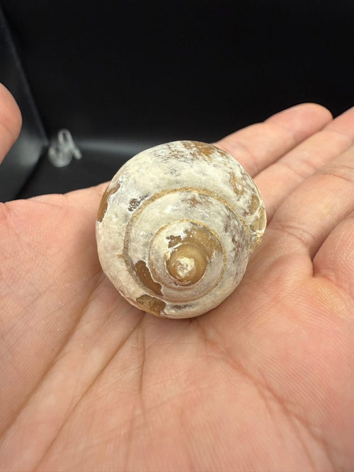 16USD - 🐚 Ampullina depressa Fossil – Eocene Gastropod (3–4 cm)