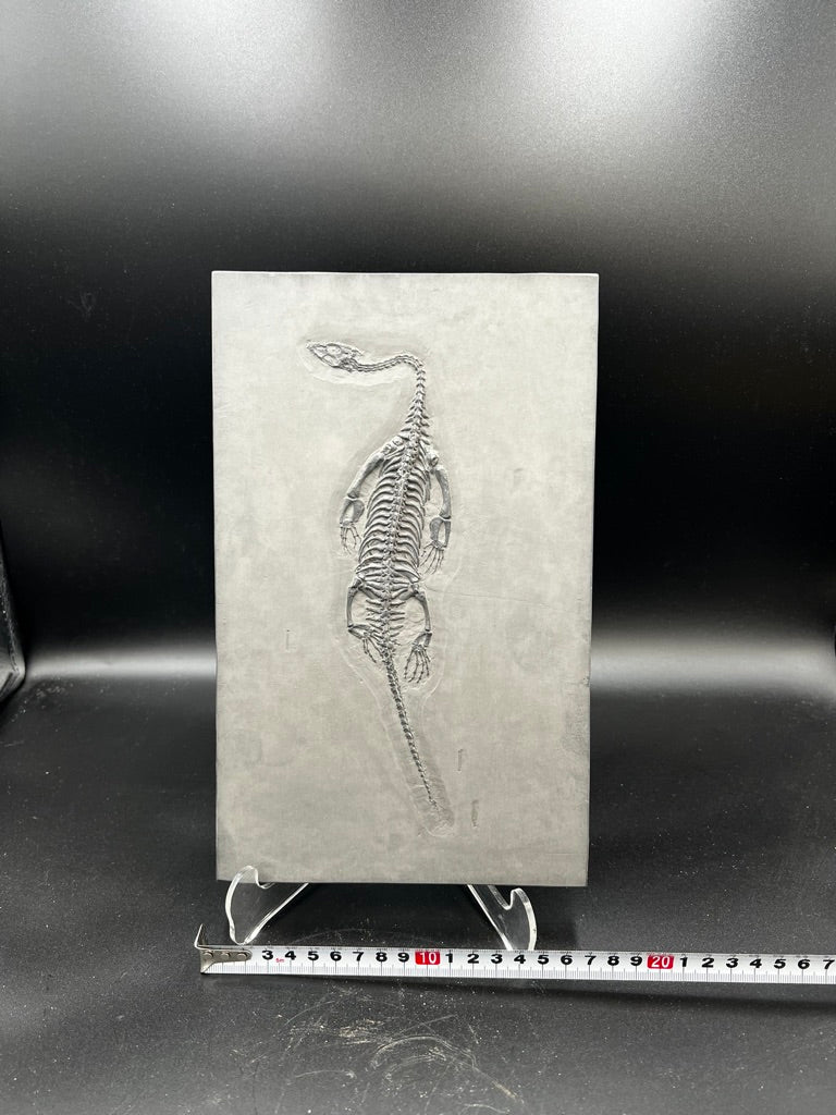 28 CM – Keichousaurus Fossil on Original Matrix –