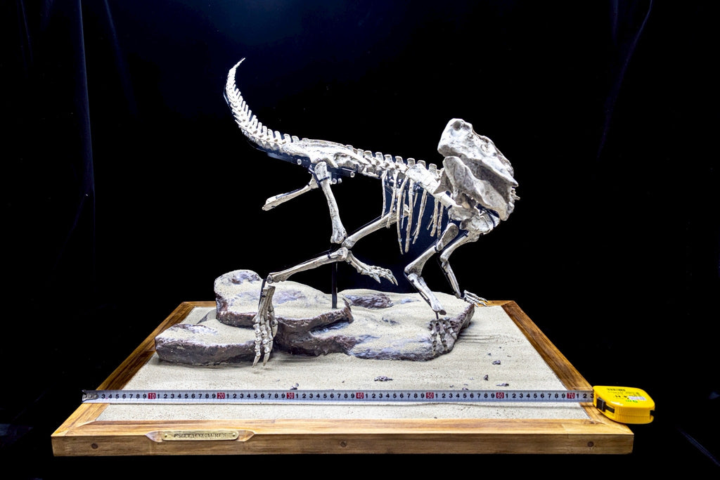 Psittacosaurus Fossil Skeleton – Museum-Grade Icon of the Early Cretaceous