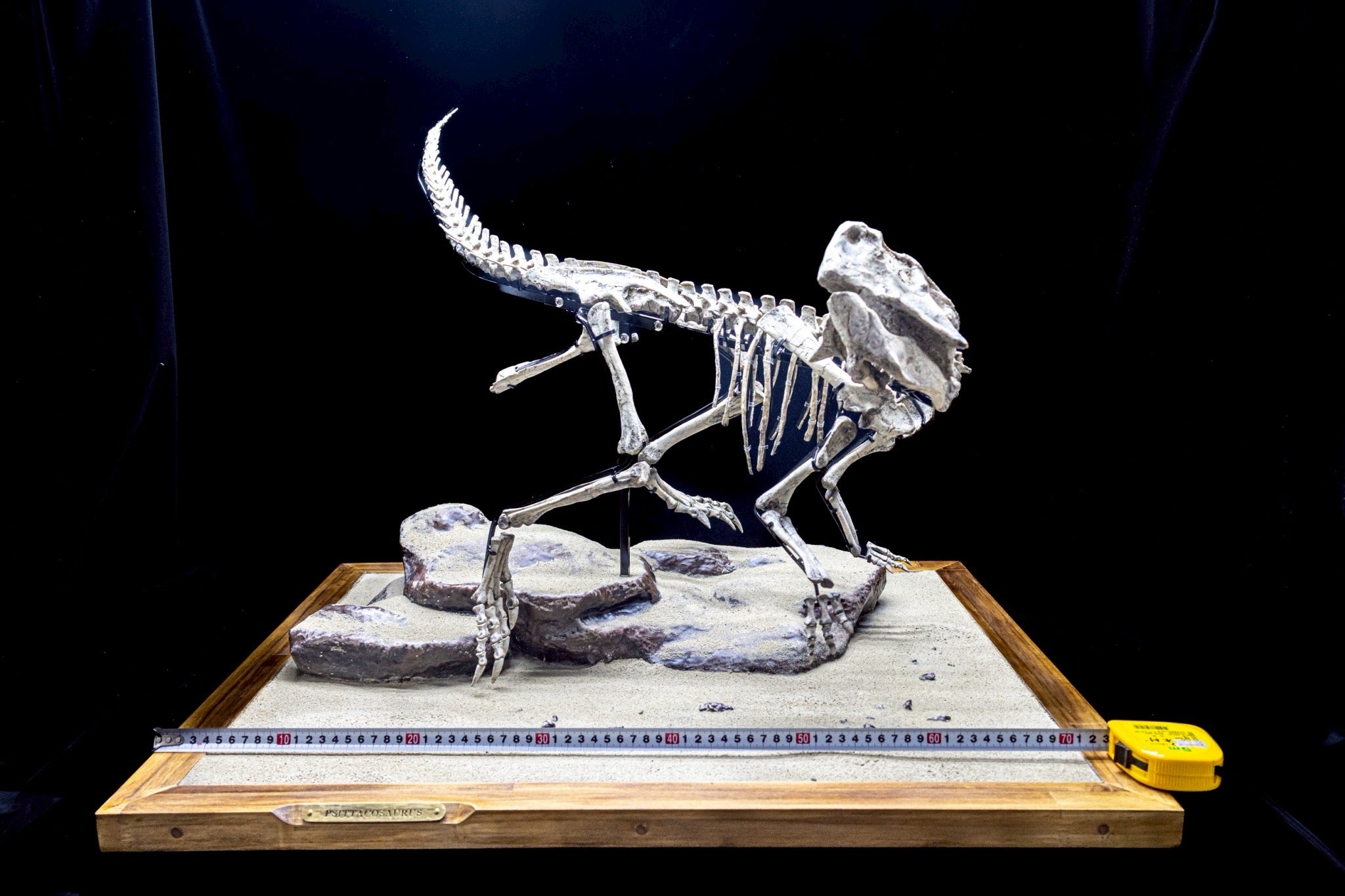 Psittacosaurus Fossil Skeleton – Museum-Grade Icon of the Early Cretaceous
