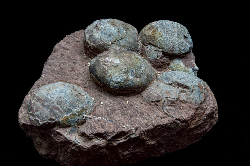 Hadrosaur Egg Fossil Cluster – Rare Late Cretaceous Dinosaur Nest with Crystal Formation