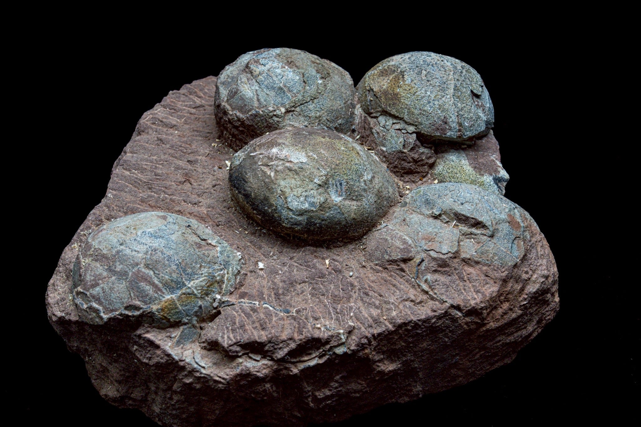 Hadrosaur Egg Fossil Cluster – Rare Late Cretaceous Dinosaur Nest with Crystal Formation
