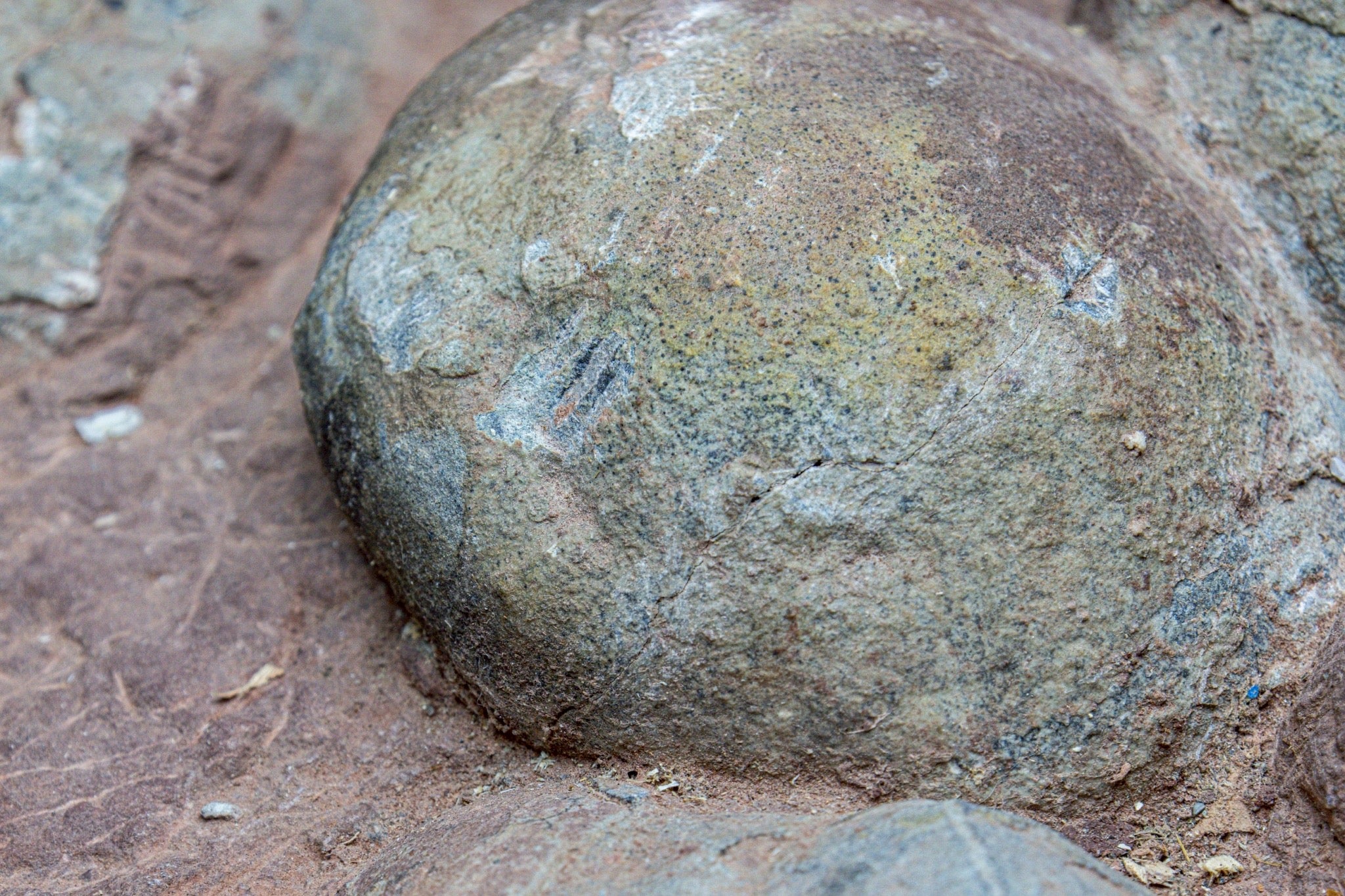 Hadrosaur Egg Fossil Cluster – Rare Late Cretaceous Dinosaur Nest with Crystal Formation