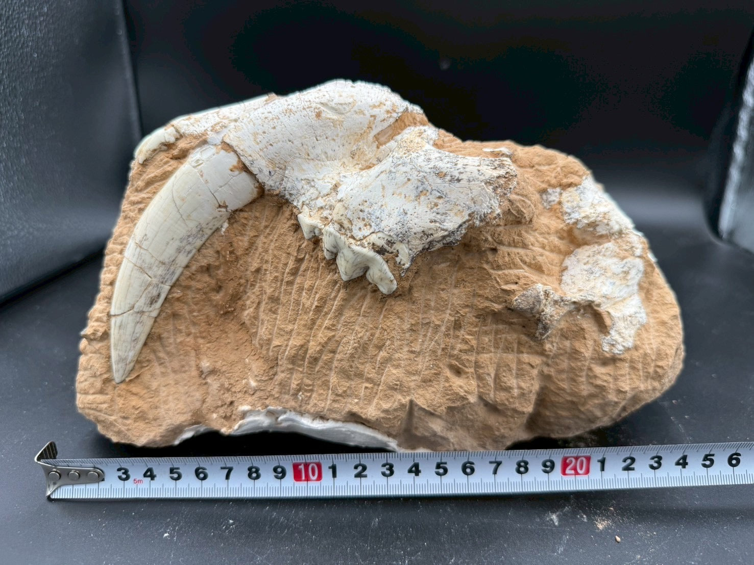 Machairodus Partial Skull Fossil – Rare Pleistocene Apex Predator 2
