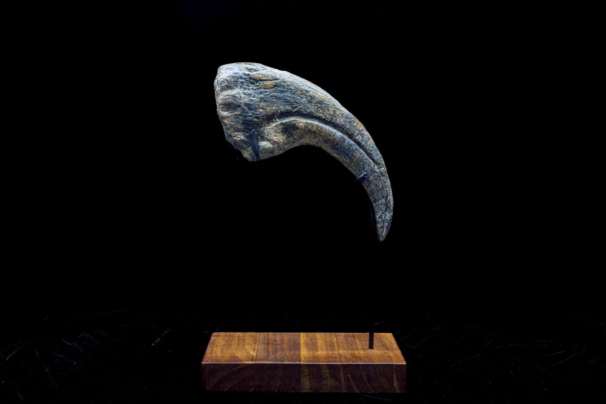 30CM Suchomimus Claw Fossil – Iconic Spinosaurid Predator